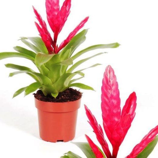 Vrieseas Carinata Christiane
