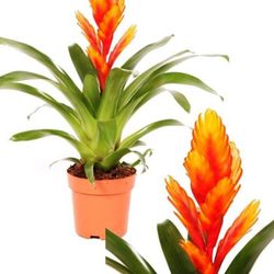 Vrieseas Carinata Christiane