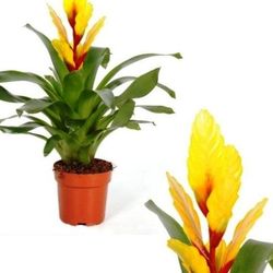 Vrieseas Carinata Christiane