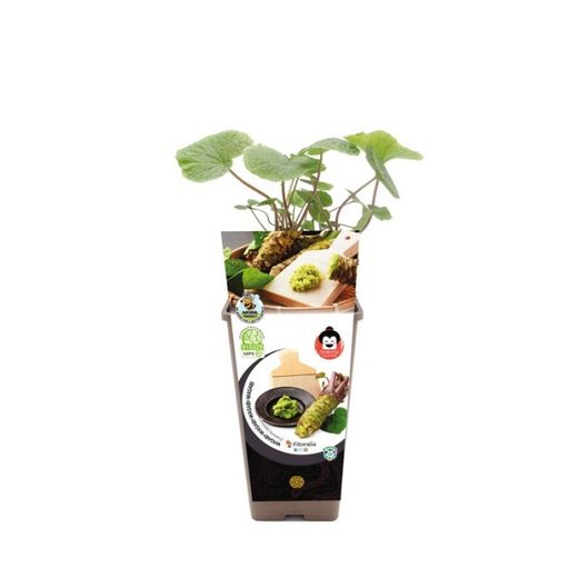 Wasabi Eutrema Japonica
