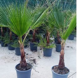 Washingtonia Robusta