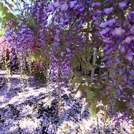Wisteria Floribunda Glicinia