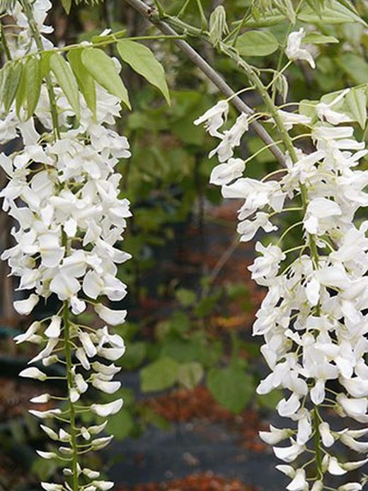 Wisteria Floribunda Glicinia