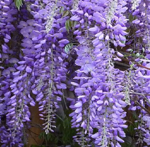 Wisteria Floribunda Glicinia