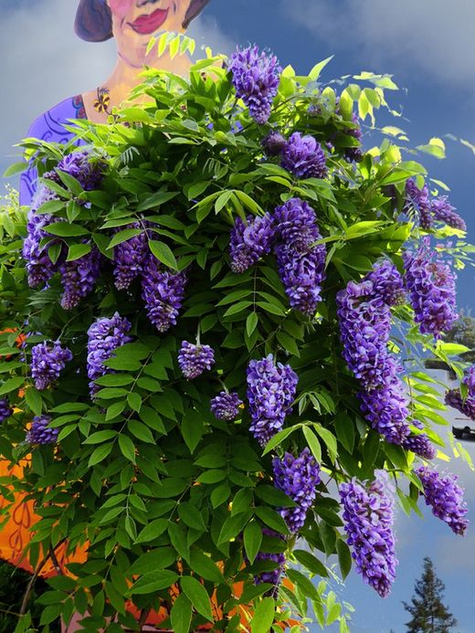 WISTERIA FRUTESCENS AMETHYST FALLS PIRAMIDAL