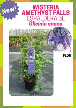 Wisteria Frutescens Amethyst Falls Piramidal
