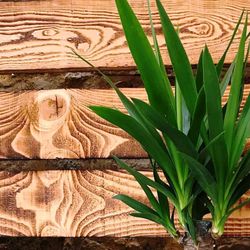 Yucca en macetero de Mimbre