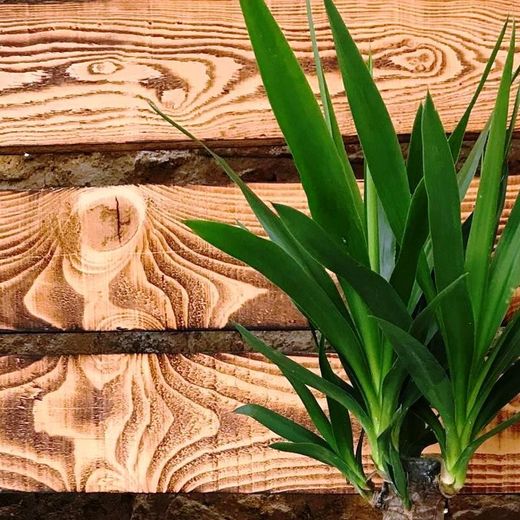 Yucca en macetero de Mimbre