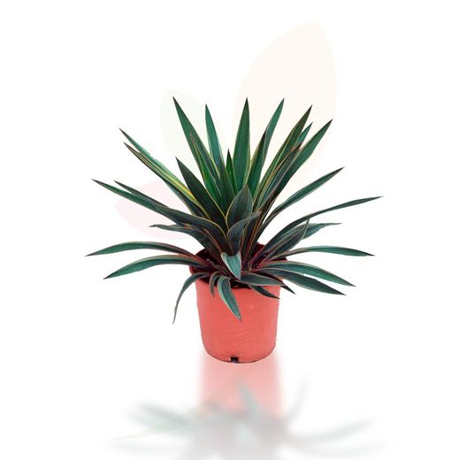 YUCCA GLORIOSA VGTA.