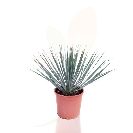 Yucca Rostrata