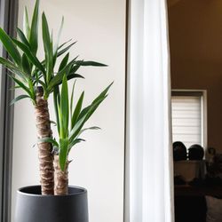 Yuccas