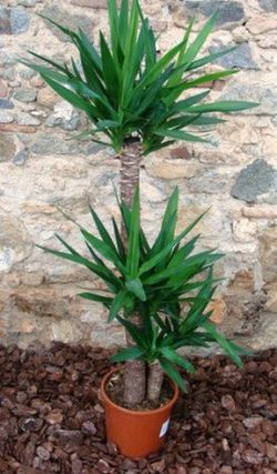 Yuccas