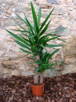 Yuccas