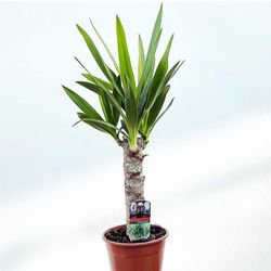 Yuccas