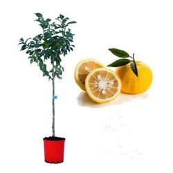Yuzu