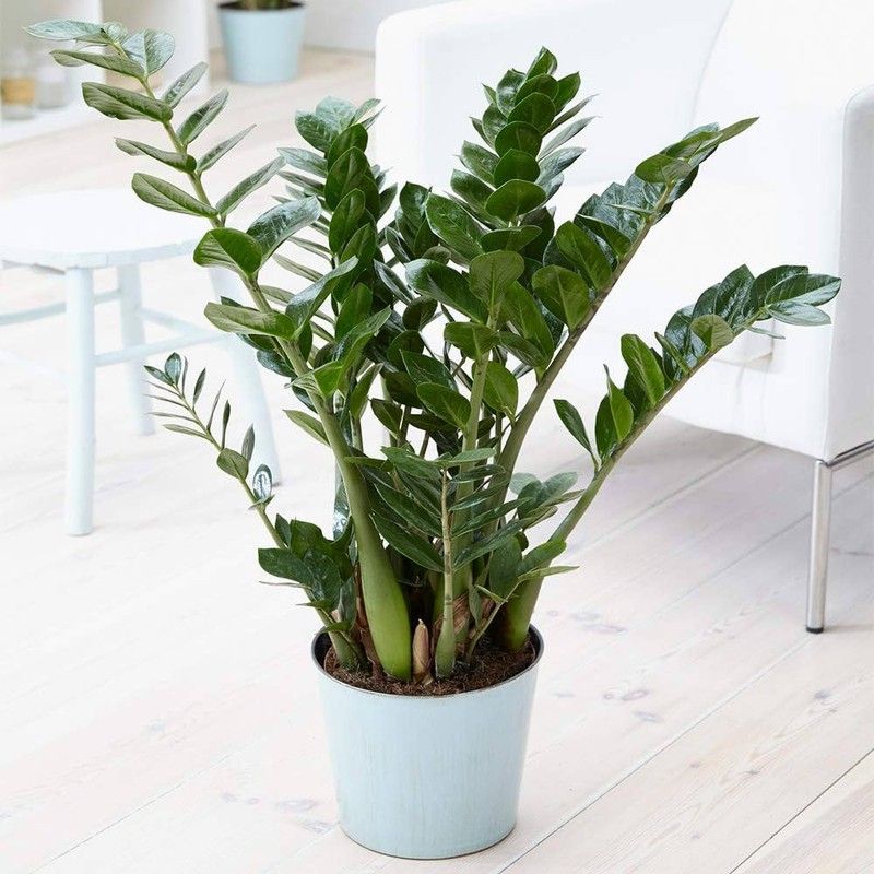 Zamioculcas