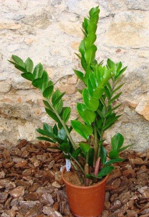 Zamioculcas