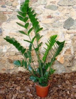 Zamioculcas