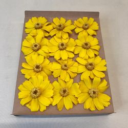 Zinnia préservé