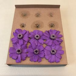 Zinnia préservé