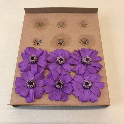 Zinnia préservé