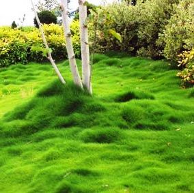 Zoysia Tenuifolia Caja 15 uds.