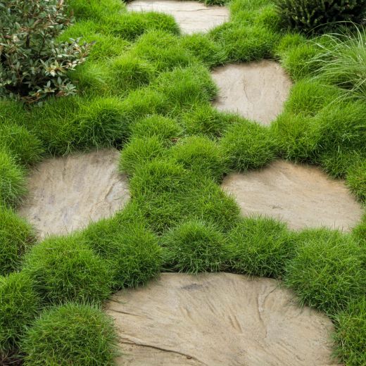Zoysia Tenuifolia Caja 15 uds.