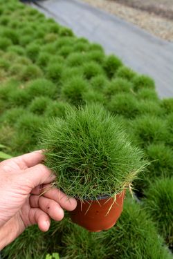 Zoysia Tenuifolia Caja 15 uds.