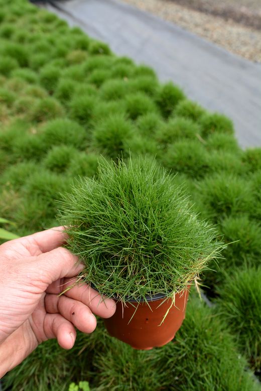 Zoysia Tenuifolia Caja 15 uds.
