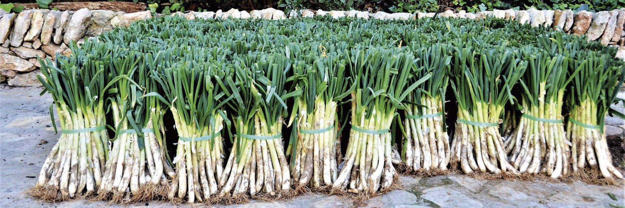 Plantar calçots