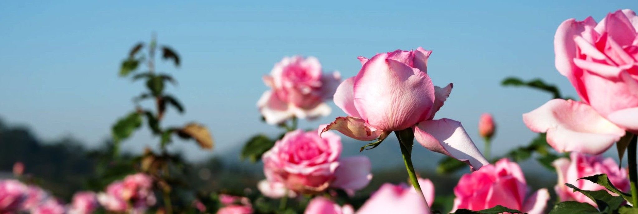 Saison de plantation des rosiers
