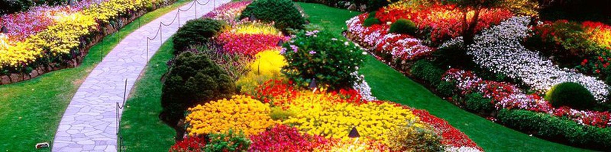 Jardim com flores