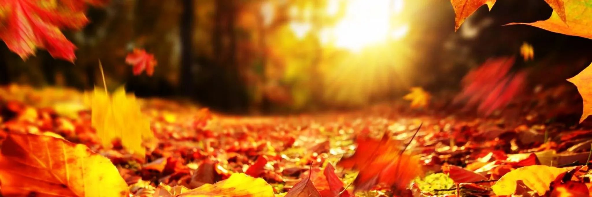 L'automne, des couleurs à tomber amoureux